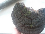 Phellinus robiniae image