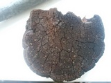 Phellinus robiniae image