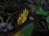 Clavulinopsis fusiformis image