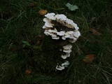Trametes pubescens image
