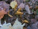 Microglossum olivaceum image