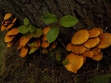 Gymnopilus ventricosus image