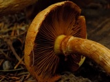 Gymnopilus ventricosus image