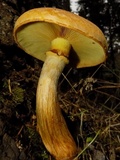 Gymnopilus ventricosus image