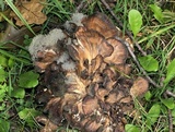 Syzygites megalocarpus image