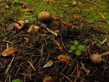 Macrocystidia cucumis image