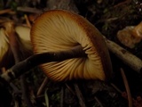 Macrocystidia cucumis image