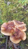 Tricholoma albobrunneum image