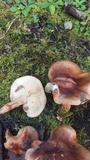 Tricholoma albobrunneum image