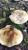 Paxillus involutus image