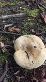 Paxillus involutus image