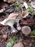 Ampulloclitocybe clavipes image