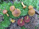 Cortinarius semisanguineus image