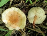 Gymnopus oreadoides image