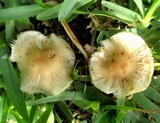 Gymnopus oreadoides image