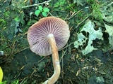 Laccaria longipes image