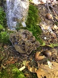 Grifola frondosa image