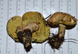 Caloboletus inedulis image