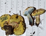 Caloboletus inedulis image