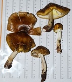 Amanita flavorubens image