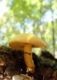 Gymnopilus luteus image