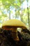 Gymnopilus luteus image