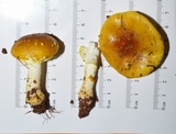 Amanita flavorubens image