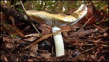 Tricholoma sejunctum image