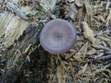 Pseudoclitocybe cyathiformis image