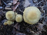 Cortinarius flavifolius image