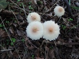Lepiota clypeolaria image