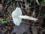 Lepiota clypeolaria image