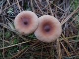Lactarius oculatus image