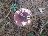 Russula xerampelina image