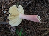 Russula xerampelina image