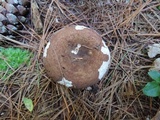 Russula xerampelina image