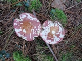 Russula vinosa image
