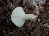 Russula albidula image