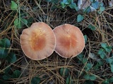 Cystodermella granulosa image