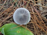 Tricholoma atrosquamosum image