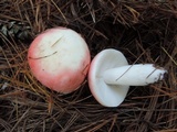 Russula silvestris image