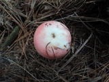 Russula silvestris image