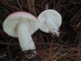 Russula silvestris image