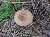 Tylopilus felleus image