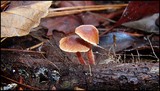 Gymnopus spongiosus image