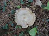 Entoloma rhodopolium image