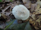 Clitocybe odora image