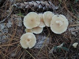 Clitocybe fragrans image