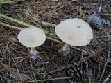 Clitocybe costata image