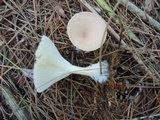 Clitocybe costata image